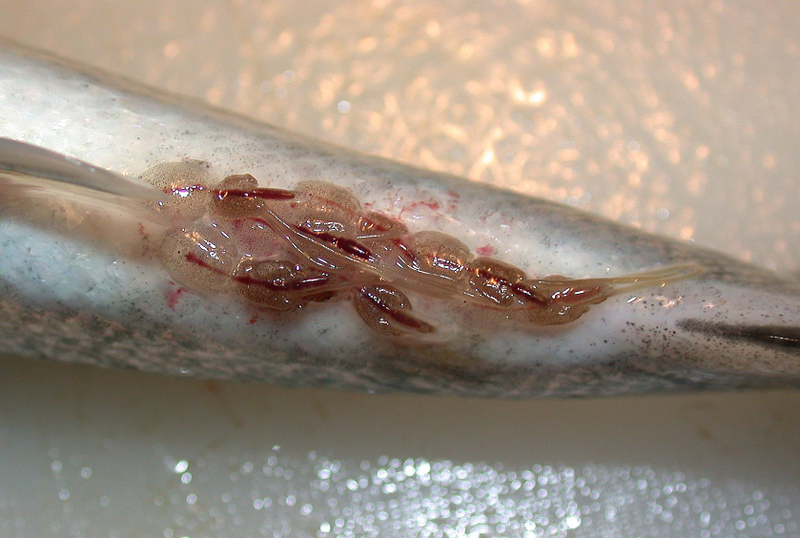 Piojos de mar en un ejemplar de salmón adulto. Foto: Sea Lice Research Centre